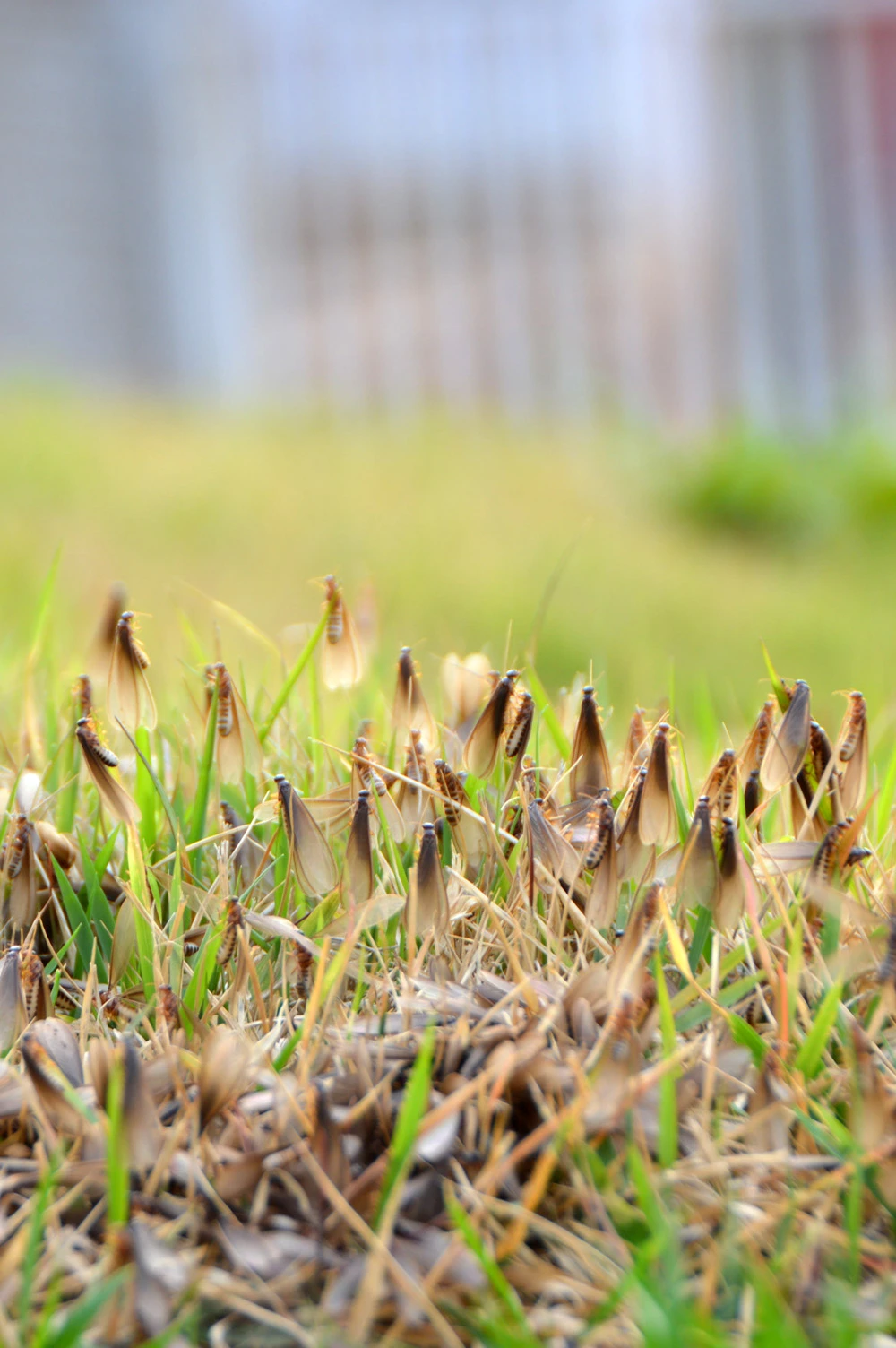 Você sabia que aqueles “mosquitinhos de luz” que aparecem no verão são cupins?